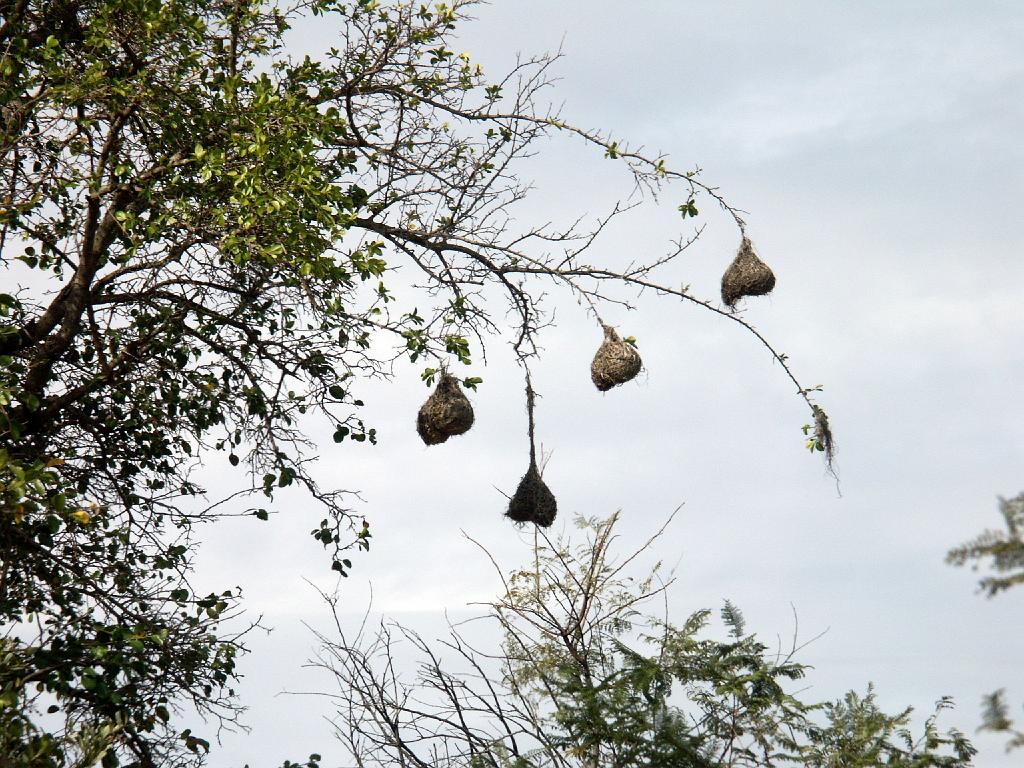 090516_Pilanesberg 134.jpg
